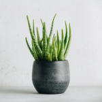 Plant in dark vase