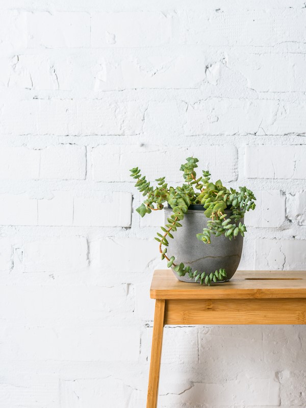 Plant on table by brick wall